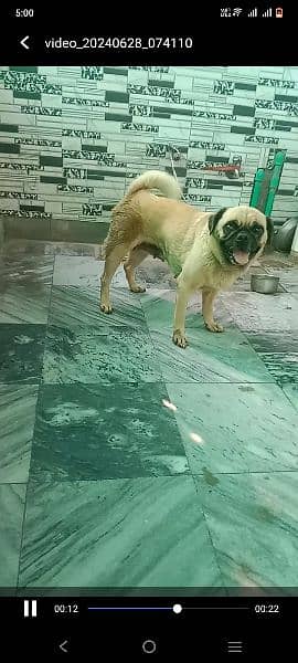 pug female fawn colour healthy and active 0