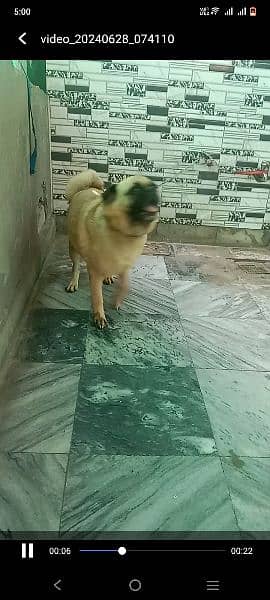 pug female fawn colour healthy and active 1