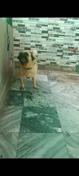 pug female fawn colour healthy and active 2