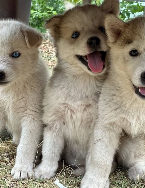 husky puppies , husky , husky with blue eyes 1
