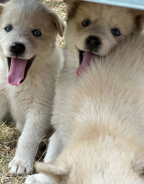 husky puppies , husky , husky with blue eyes 2