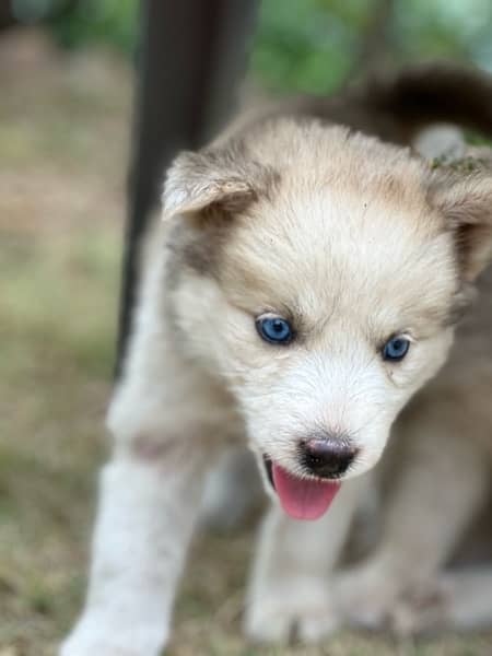 husky puppies , husky , husky with blue eyes 10