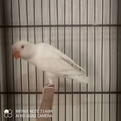 Love Birds Albino Red Eye