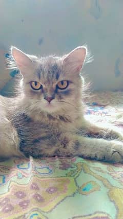 parsian cat female