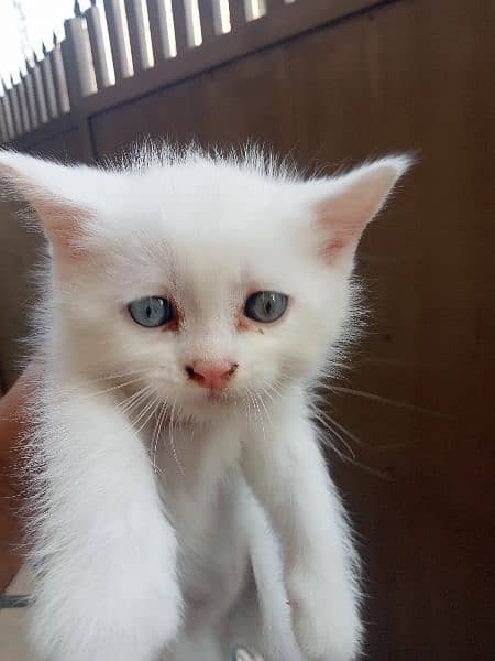 persian blue eyes female age 40 dayz 1