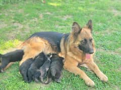 German Shepherd long coat Black Mask puppies