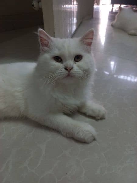 Persian cat | premium tripple coat | pure home breed | cat for sale 2