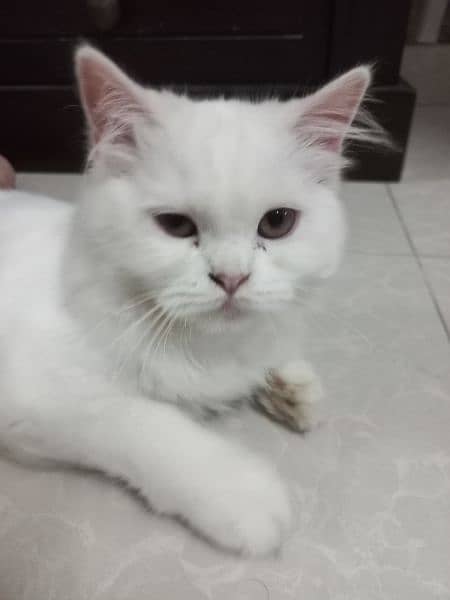 Persian cat | premium tripple coat | pure home breed | cat for sale 3