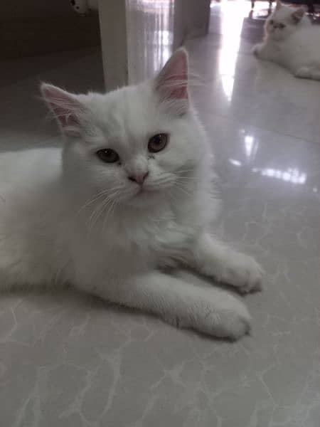 Persian cat | premium tripple coat | pure home breed | cat for sale 4