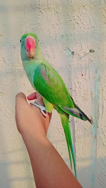 Raw Parrot And Yellow Ringneck for sale healthy & active nail tail ok 3