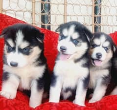 Deep blue eyes Husky puppies