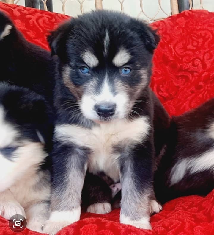 Deep blue eyes Husky puppies 1