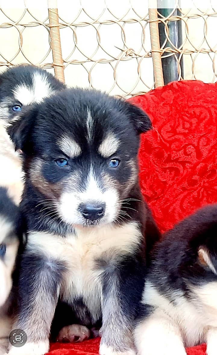 Deep blue eyes Husky puppies 2