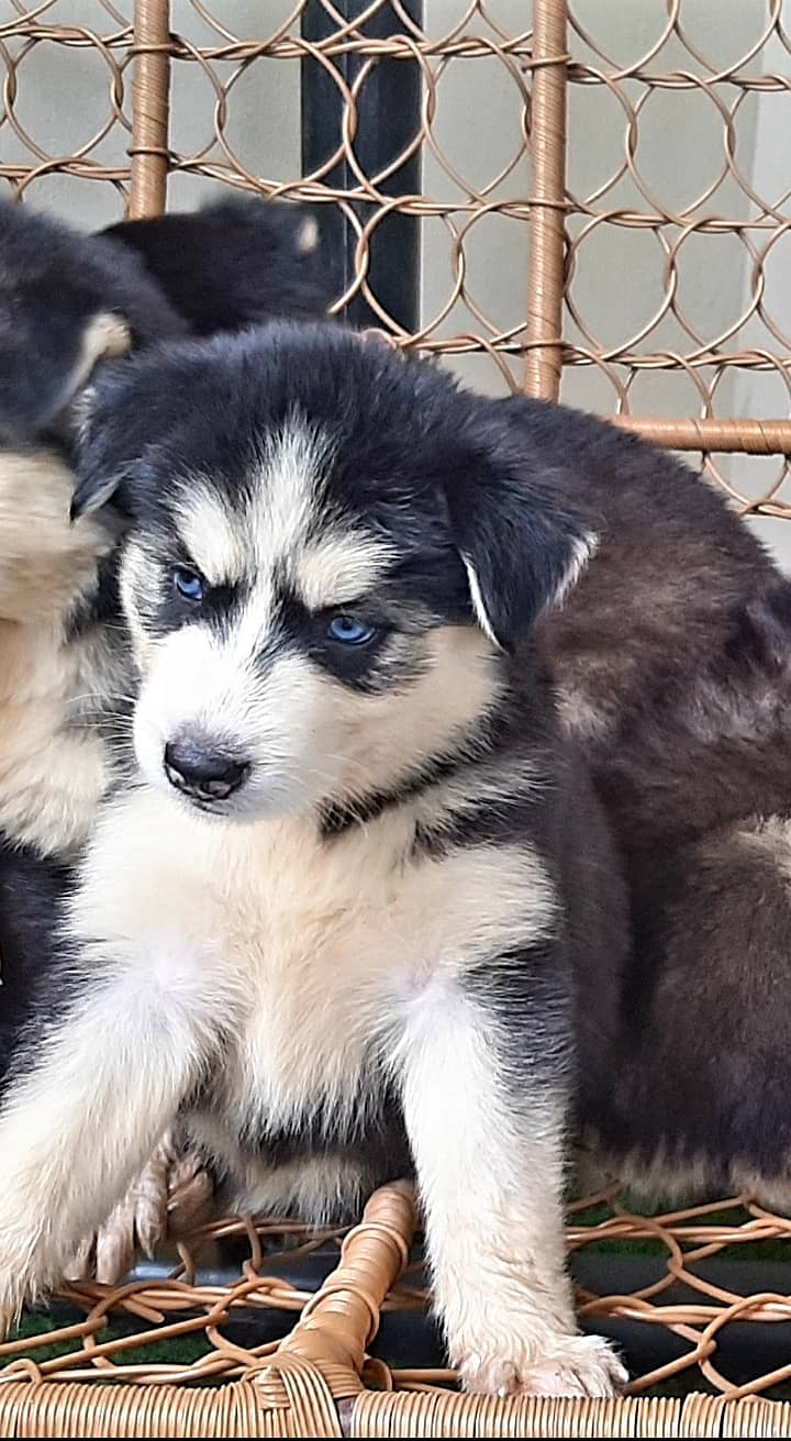 Deep blue eyes Husky puppies 3