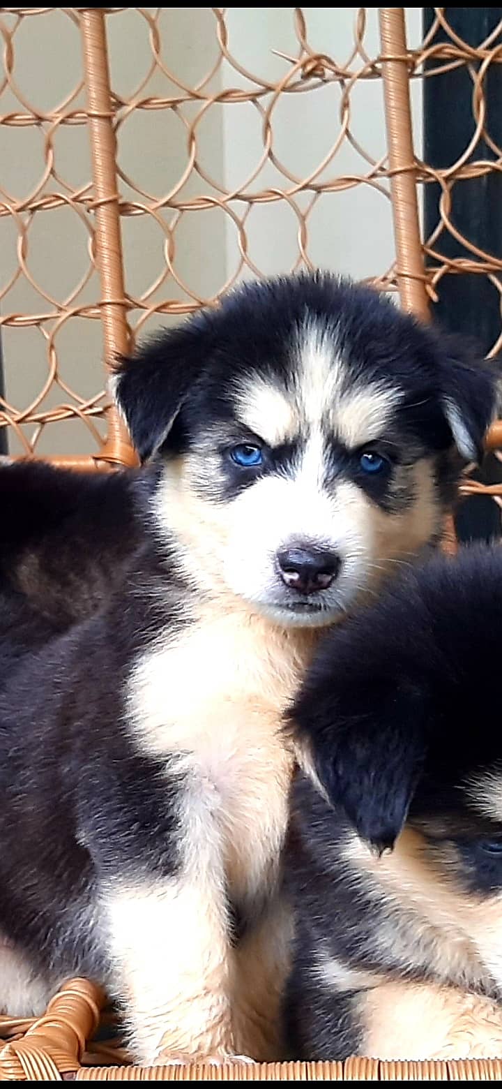 Deep blue eyes Husky puppies 4