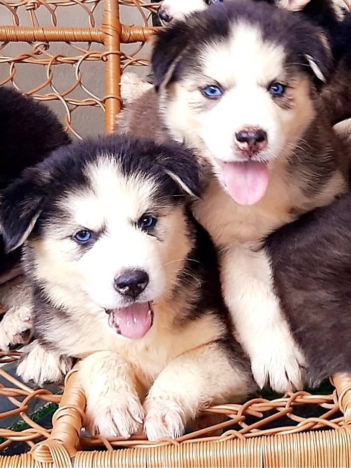 Deep blue eyes Husky puppies 5