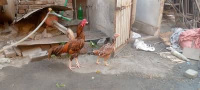 aseel pair for sale 0