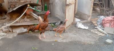 aseel pair for sale