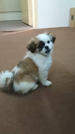 Shih tzu breed, female dog, 8 months, potty trained