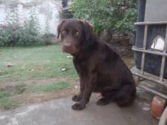 Chocolate Labrador