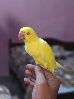 Yellow Ringneck 0