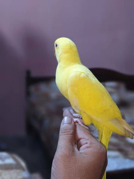 Yellow Ringneck 1