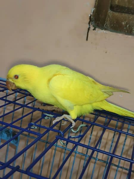 Yellow Ringneck 3