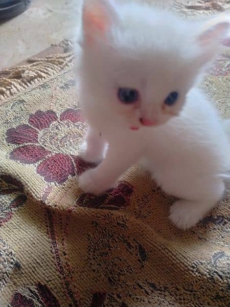 cat color white blue eyes 0