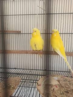 High quality Breeder Red eyes Exhibition budgie pair for sale