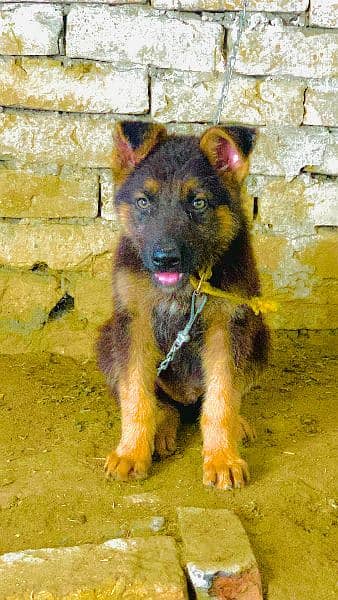 German shepherd cross puppie for exchange with pitbull 0