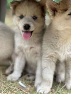 husky puppies , white and brown husky puppies