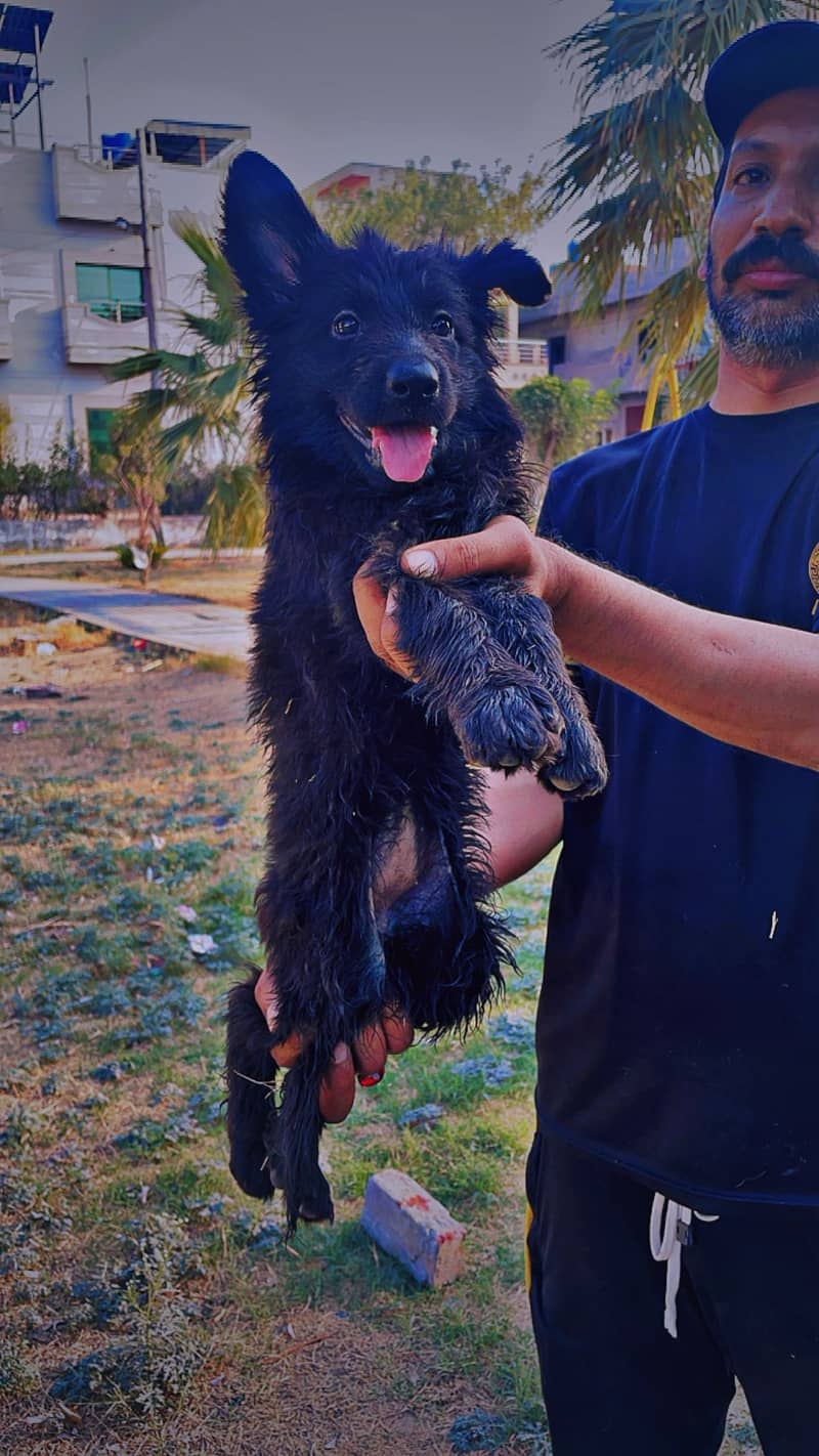 German Shepherd and Black Shepherd Quality Pups Available in Lahore 3