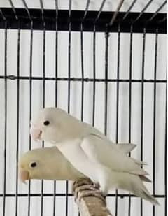 love bird breeder pair for sale 1 pair albino 2 pair opline to parblue