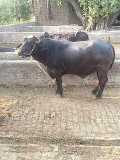 Bulls | Cow | wacha | Janwar | Desi katta