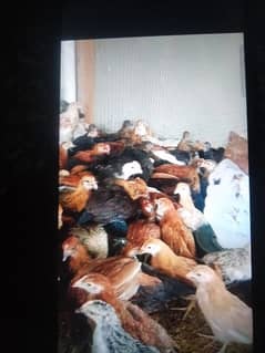 golden misri pathiyan hens available 03129929924