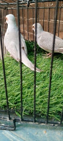 silver dove (pair) and cream dove (male) 1