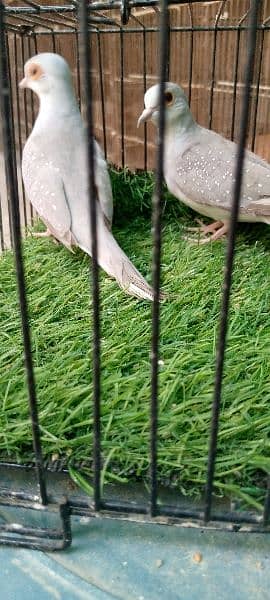 silver dove (pair) and cream dove (male) 2