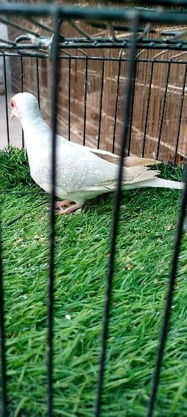 silver dove (pair) and cream dove (male) 4