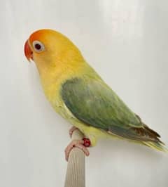 love bird breeder pair for sale 1 pair albino 2 pair opline to parblue