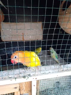 We sell my all birds in just 6000