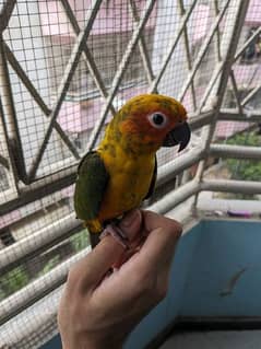 Sun conures available for sale