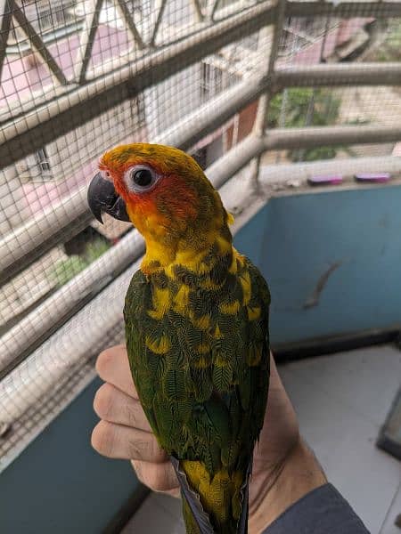 Sun conures available for sale 1