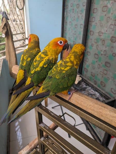 Sun conures available for sale 2