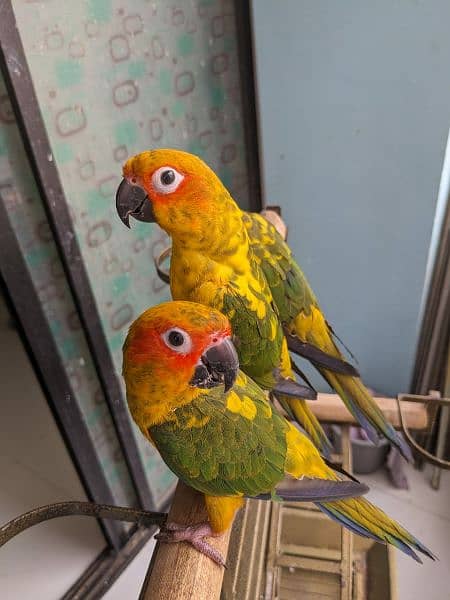 Sun conures available for sale 3