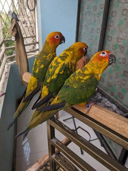 Sun conures available for sale 4
