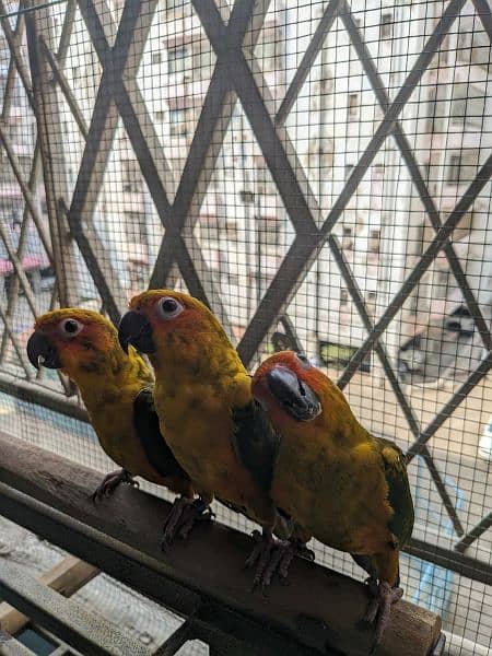 Sun conures available for sale 5