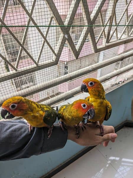 Sun conures available for sale 7