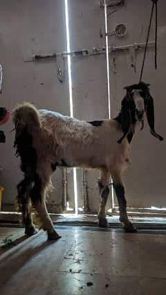 2 female goats