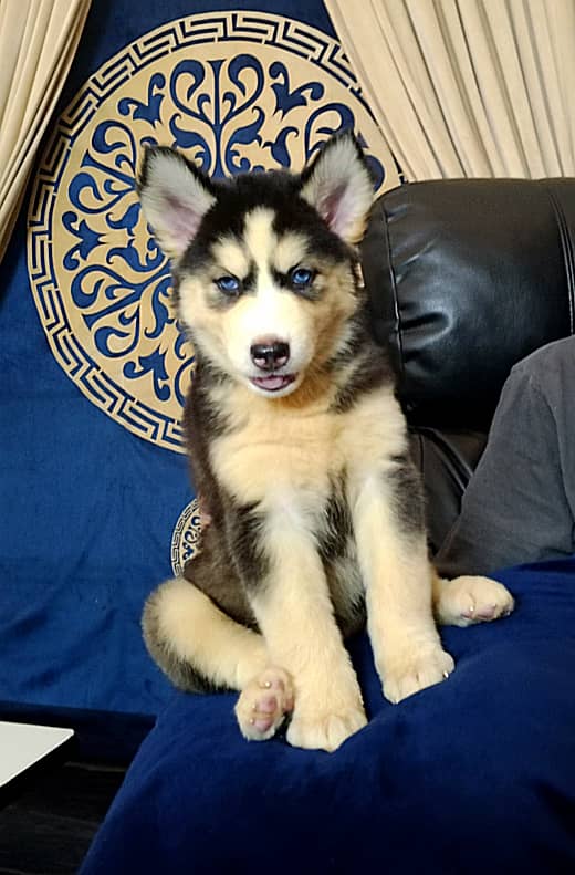 Deep blue eyes Husky puppies 9