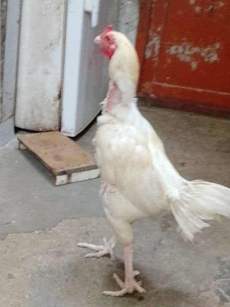 Heera pair 10.000  eggligh call03156633776 3